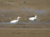 Little Egret at Wakering Stairs (Steve Arlow) (43773 bytes)